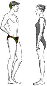 pernas curtas forma do corpo longo torso